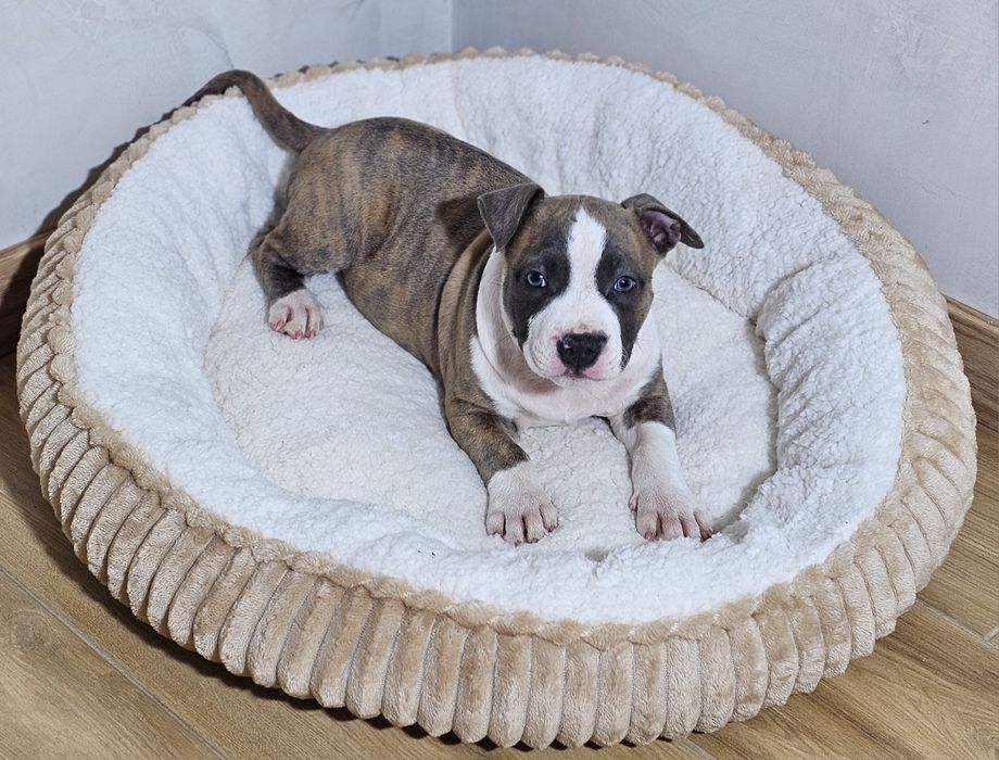 Pregowany piesek amstaff