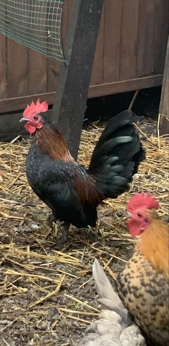 Serama kogutki kurki drob ozdobny