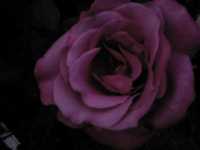 Троянда " Violet Parfum". Кущ