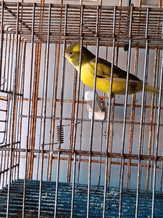 Canarios timbrados fêmeas