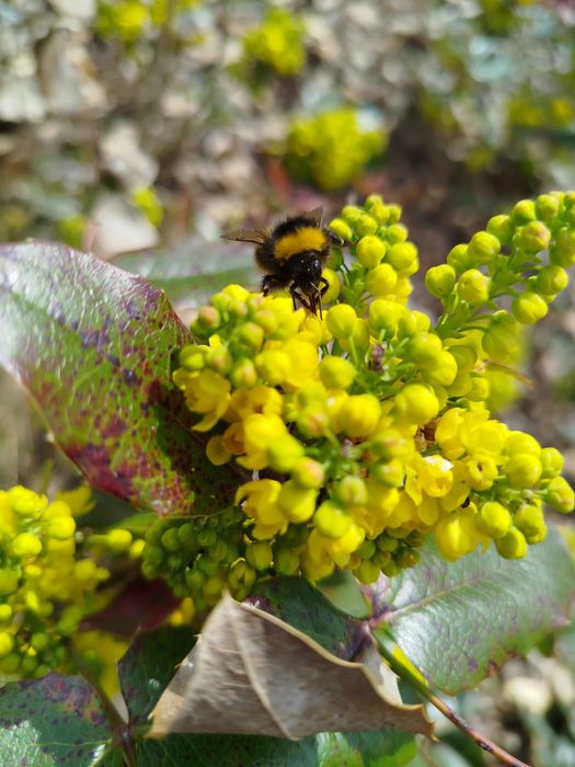 Projektowanie ogrodów, rabat, modernizacja ogrodu