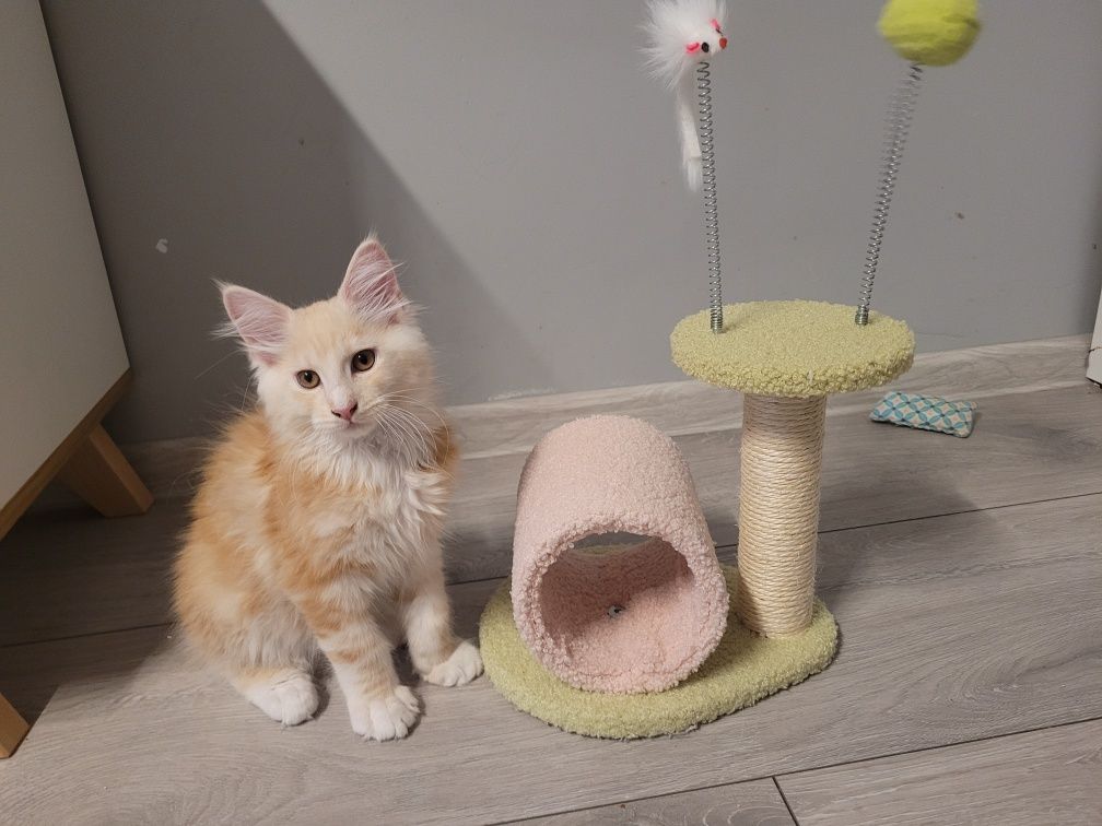 Kocurek Maine Coon z prawem hodowlanym