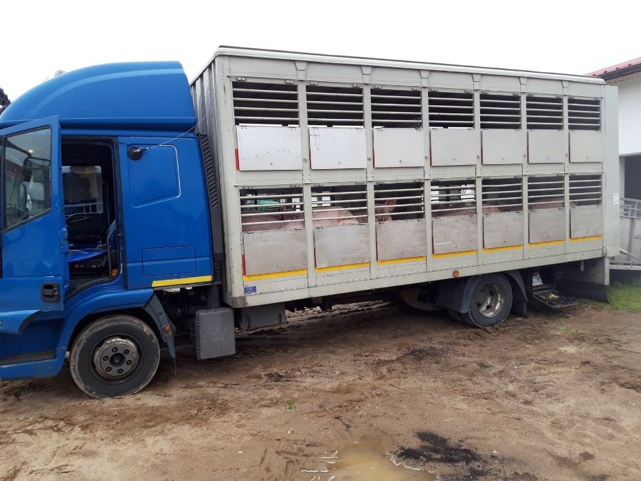 Skup i transport macior, knurów i bydła- usługowy transport zwierząt