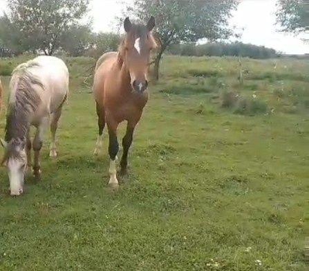 Доброго продам молодого жеребця