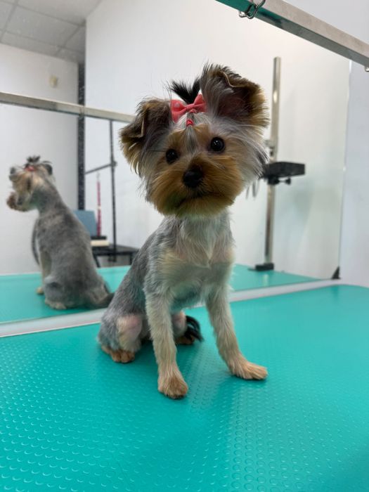 Шукаю моделей для стрижки собак, Позняки