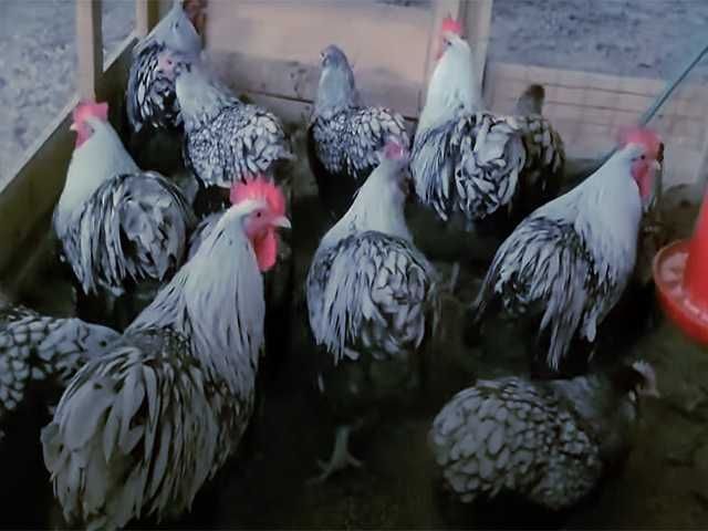Інкубаційне яйцо,кури та сім'ї,курчата Орпінгтон золото,срібло,чорний.
