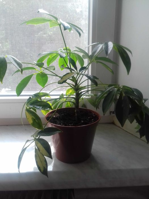 Продам Шефлеру(Shefflera)