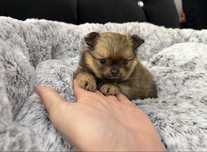 Chihuahua mini sunia biszkoptowa długowłosa Prada