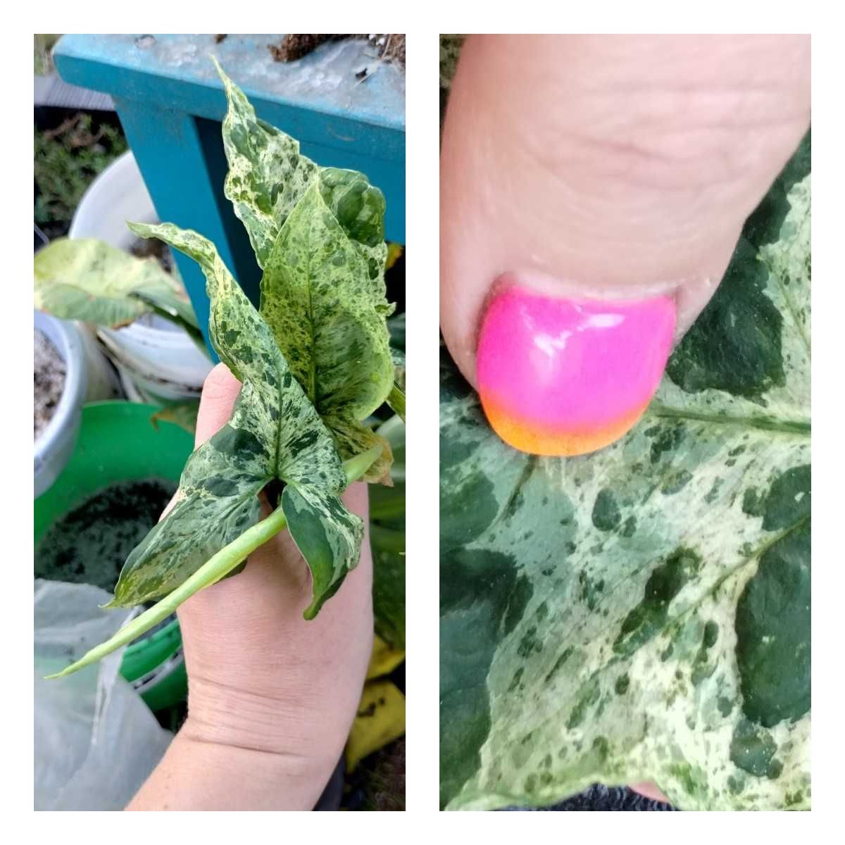 syngonium mojito-sadzonki różnej wielkości
