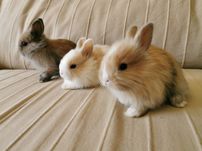 KIT Coelhos anões teddy e mini holandês muito fofos
