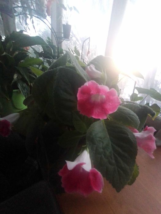 Глоксиния розового цвета