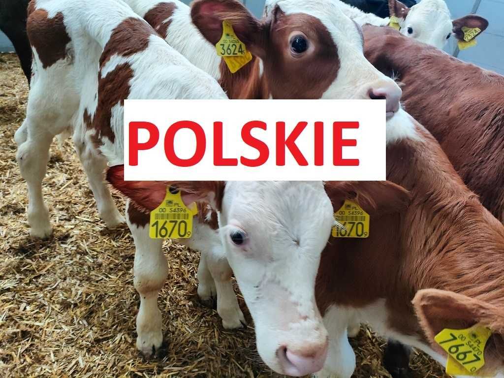 Polskie cielęta jałówki mieszańce Polecam