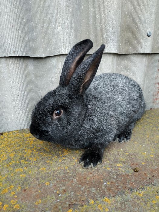 Продам кролі Полтавське срібло