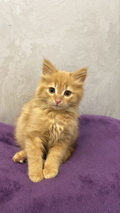 Віддаю в добрі руки рижого котика-дівчинка.