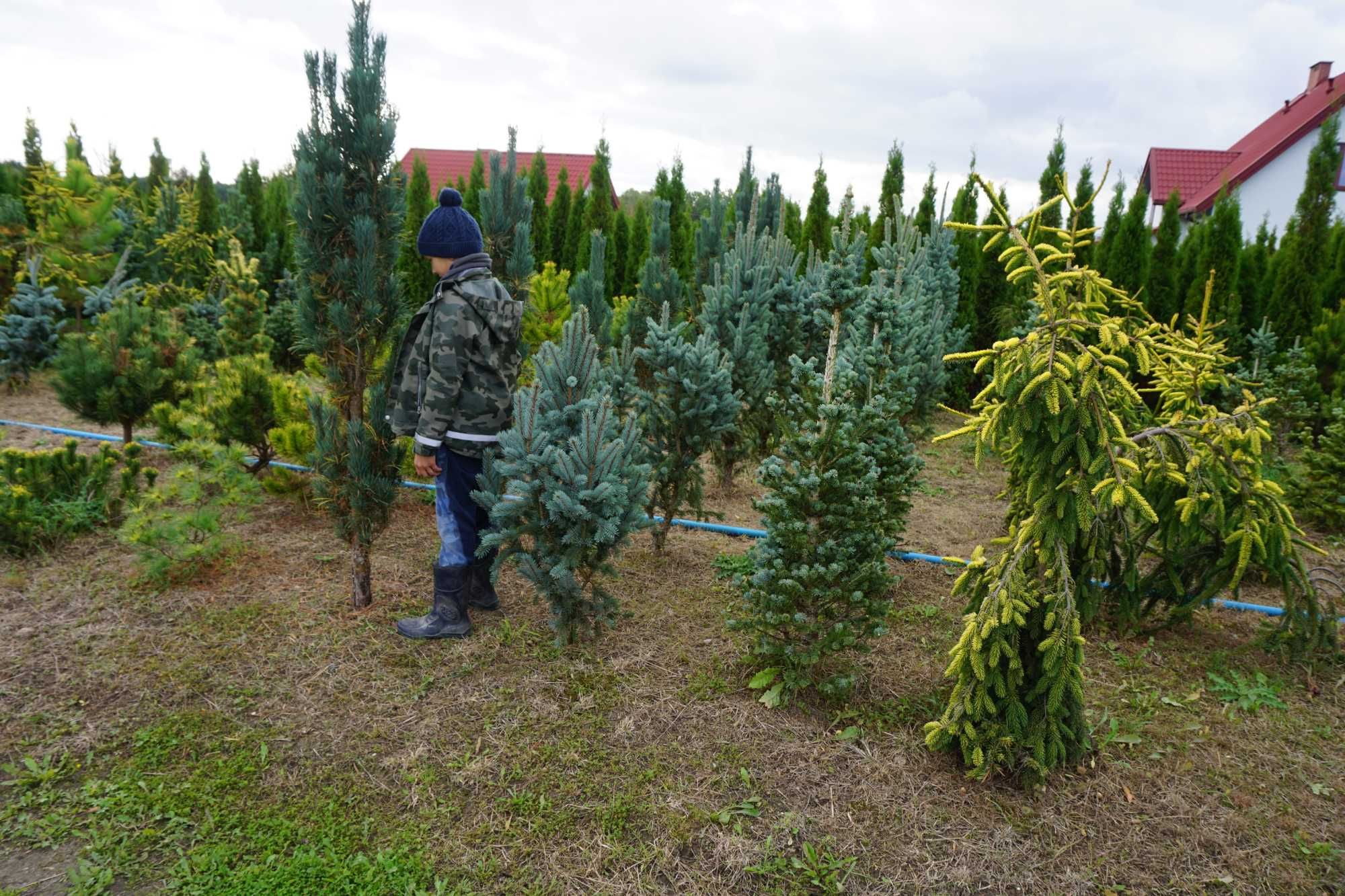 200cm cyprys CYPRYSIK nutkajski _ KLIPPERT pendula JUBILE baba jaga