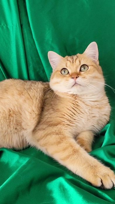 Прямоухие шикарные котята золотая шиншилла мальчик девочка