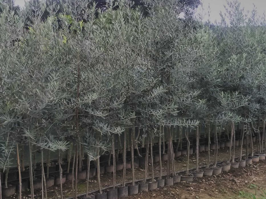 Oliveiras Galega para olival ou jardim