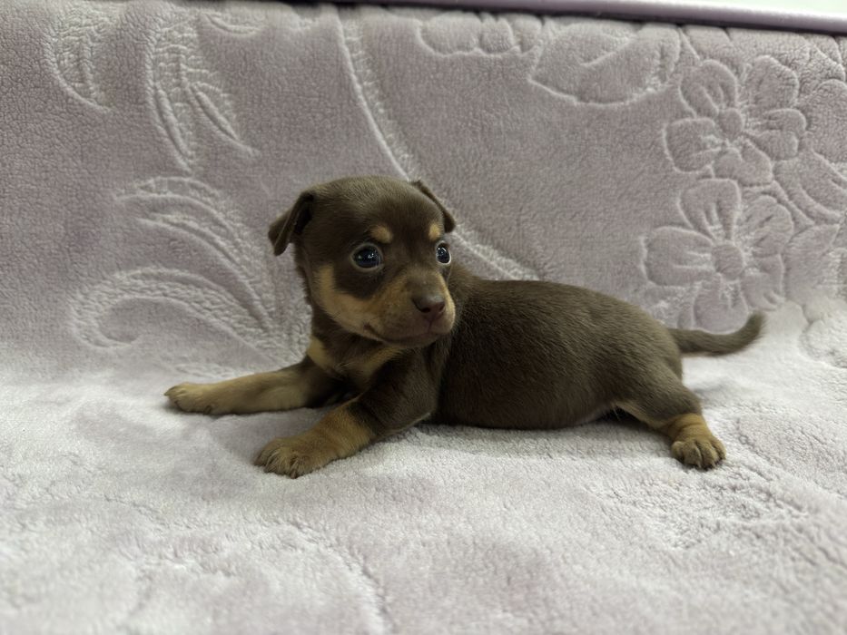 Pinscher anao .