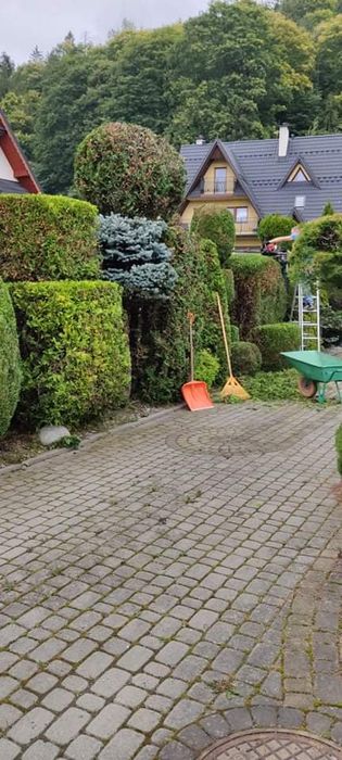 Usługi Przycinania  Tui, Krzewów żywopłotów , drzewek owocowych,
