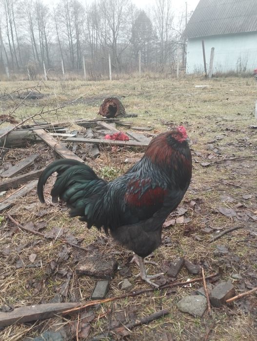 Питухи,Амераукана,и битнамцы.