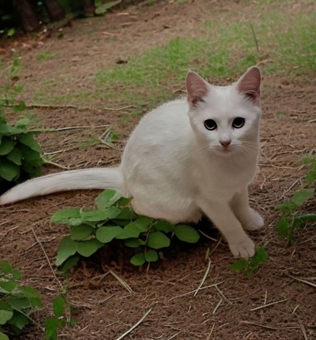 Шукає дім чудовий білий котик!