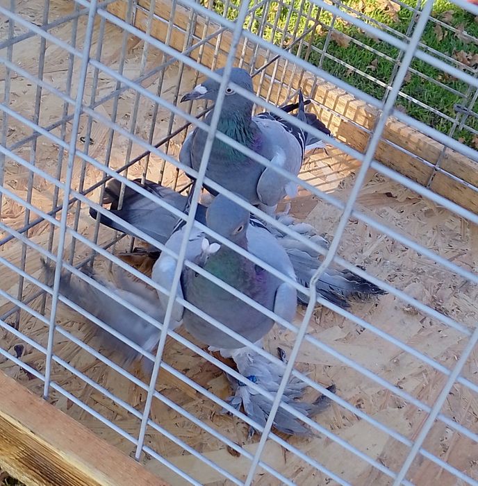 Bociany siwe warszawskie