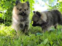 Szpic Miniaturowy Pomeranian Boo