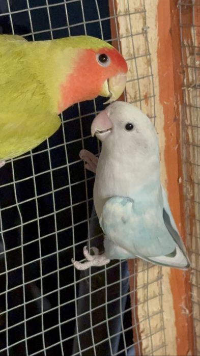 Casal de Roseicolis Longfeathers