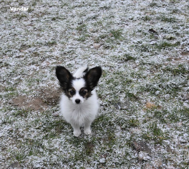 papillon - śliczny piesek, hodowla ZKwP