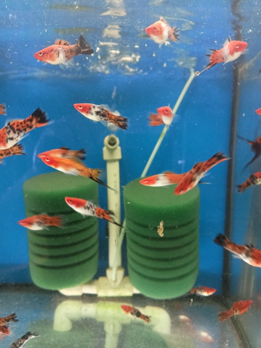 Ryby akwariowe mieczyki Trikolor