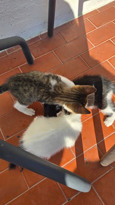 Gatinhos com 2 meses. Para adoção.