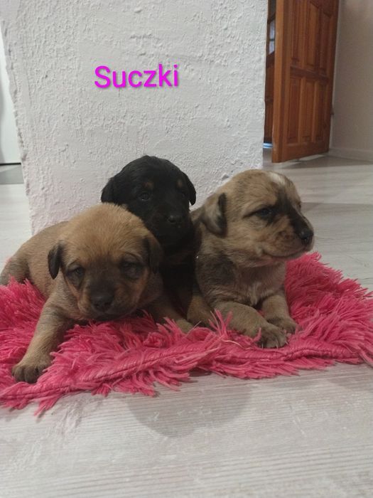 Oddam w dobre ręce pieski