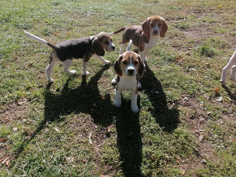 Beagle tricolor szczeniak