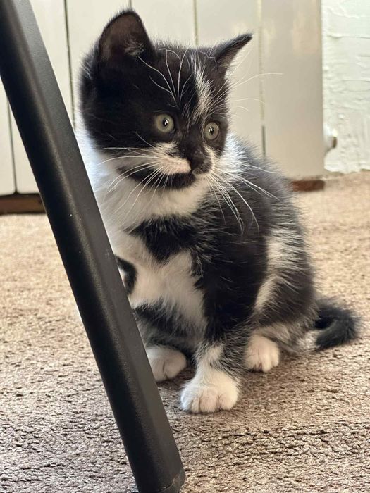 dwumiesięczne koty do adopcji