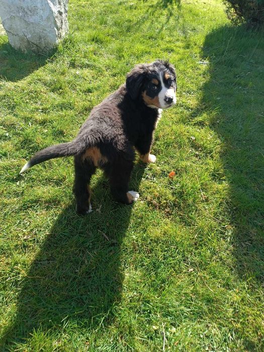 Berneński Pies Pasterski - szczeniak