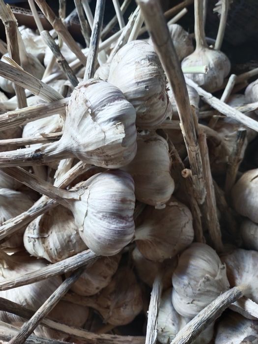 Czosnek Harnaś 7 cm DUZY