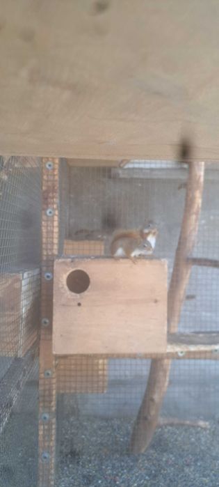 Sprzedam wiewiórki Hudson