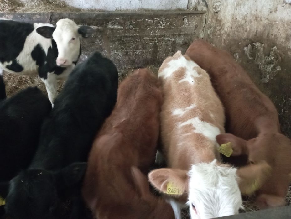 Jałówki polskie 20 sztuk