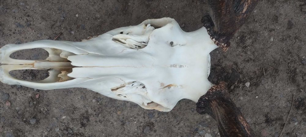 WIENIEC jelenia poroże 6,45kg