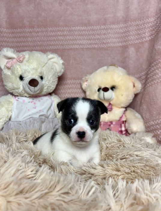 Mini Wyjątkowy Biało-Niebieski Piesek Chihuahua Rodowód