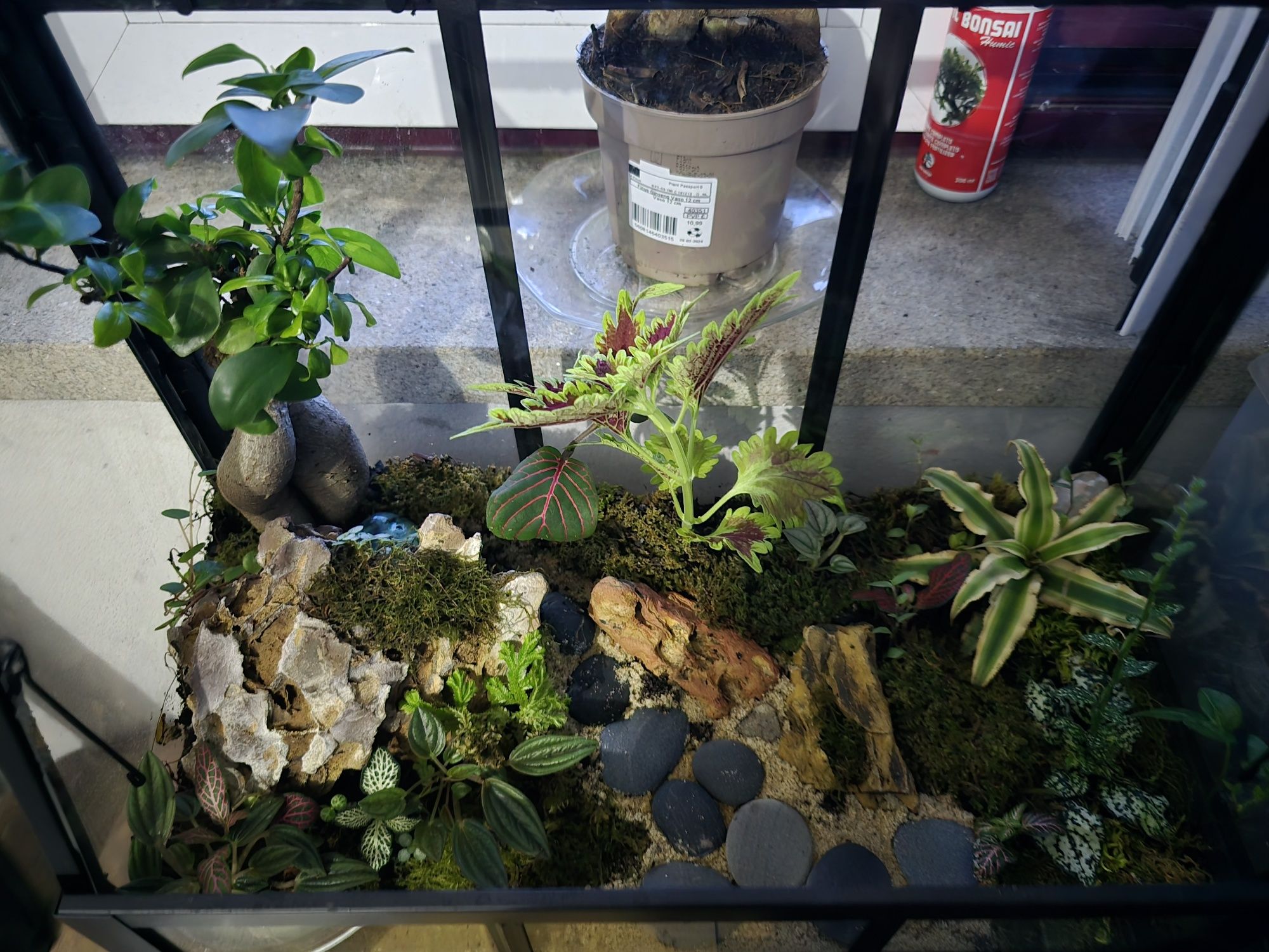 Terrarios de plantas