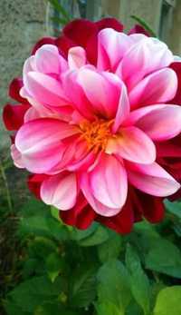 10! karp kwiatów ogrodowych georginia Dahlia Piękne dalie ogrodowe