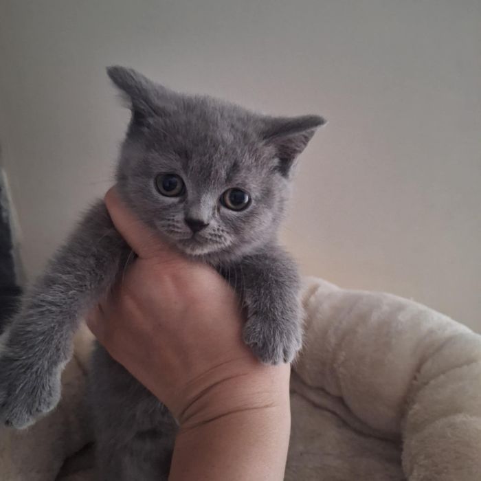 Kotek brytyjski niebieski odbiór na Święta