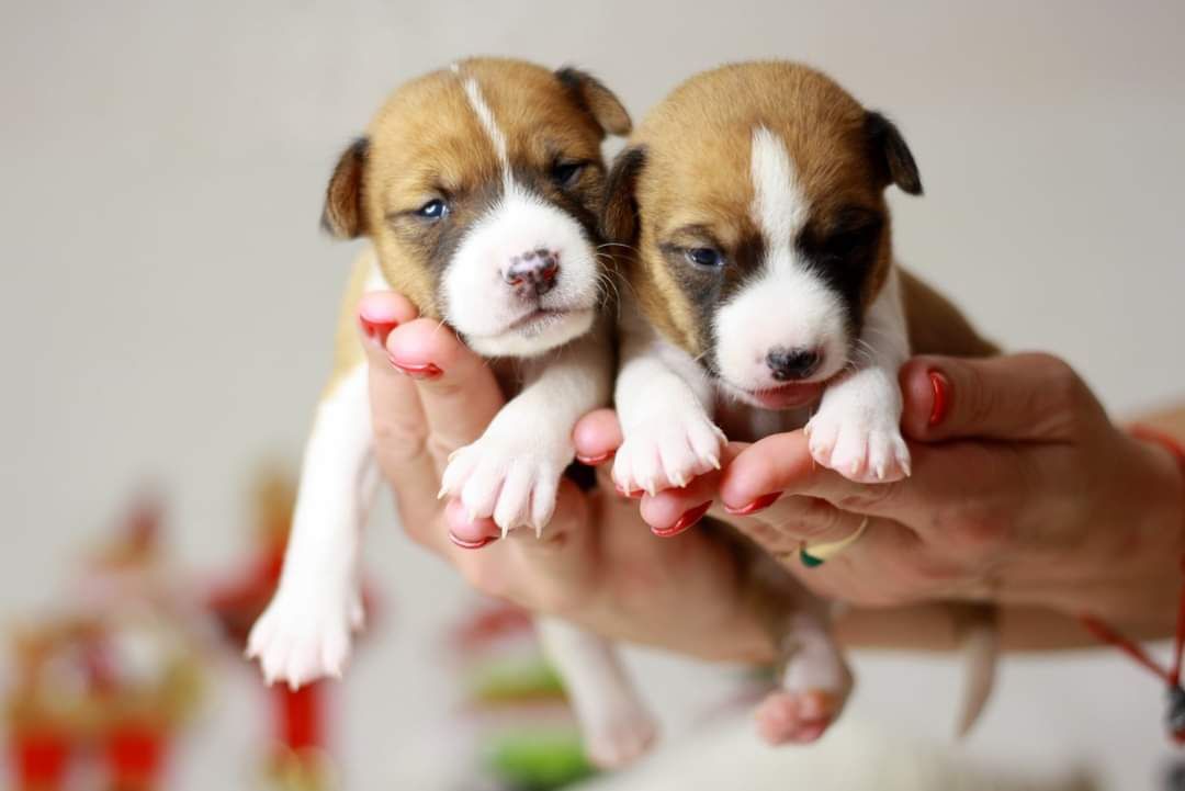 Басенджи. Basenji.  КСУ FCI