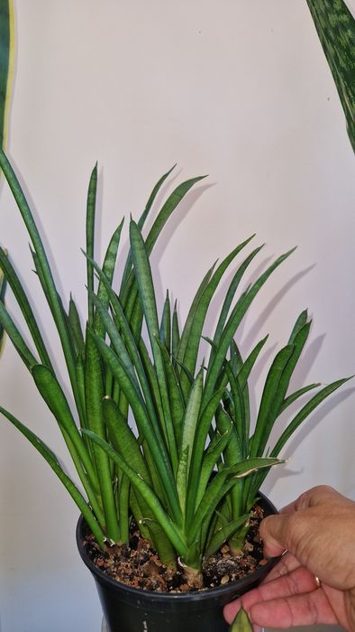 Коллекційна сансевієрія, sansevieria