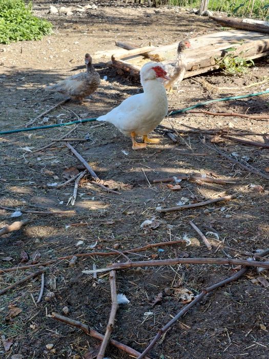 Sprzedam kaczki francuskie