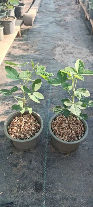 Бобовник (Золотий дощ) - Бересклет - Гліцинія Р9