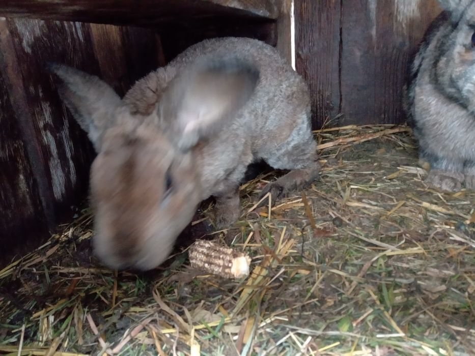 Młody samczyk z kwietnia rex