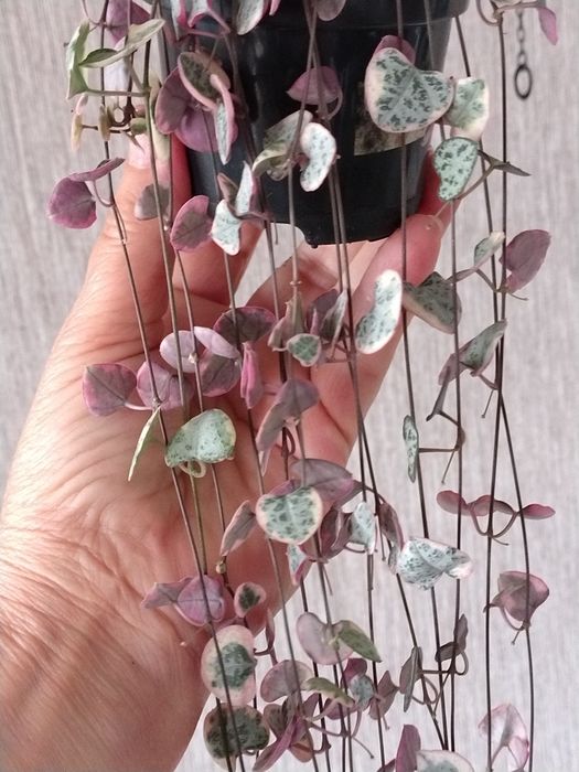 Keropegia woodii wariegata