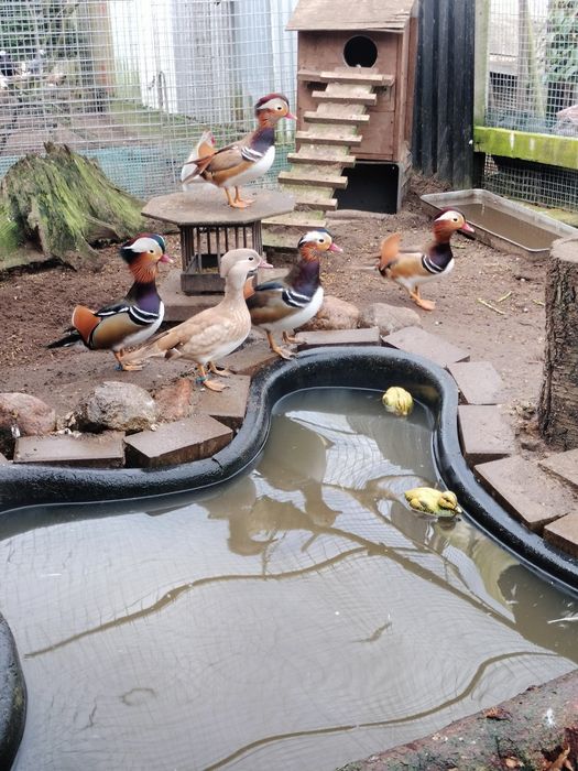 Kaczuszki mandarynki